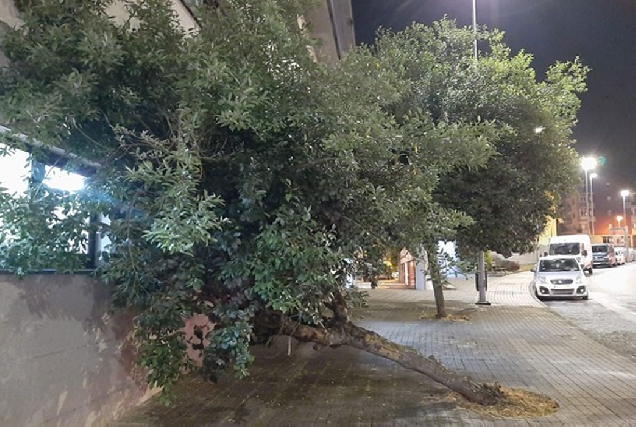 caida-de-árbores-zona-universitaria-Lugo